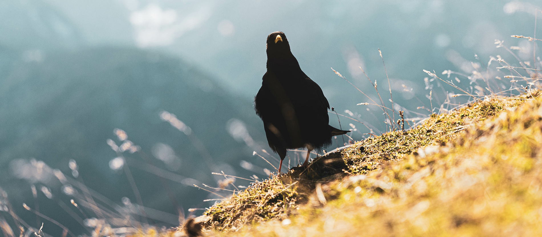Alpine chough & snow goose